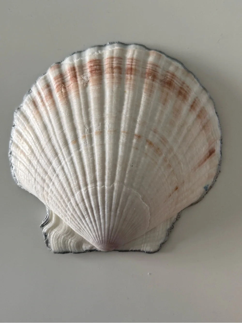 Handmade Floral Seashell Jewelry Dish🩵